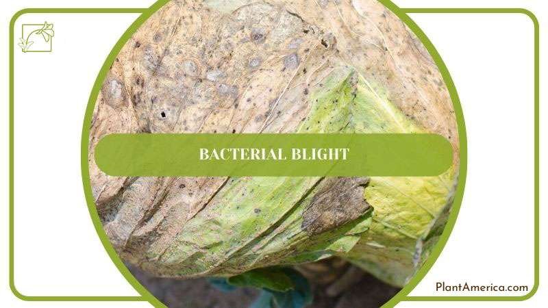 Bacterial Blight On Anthurium ~ PlantAmerica