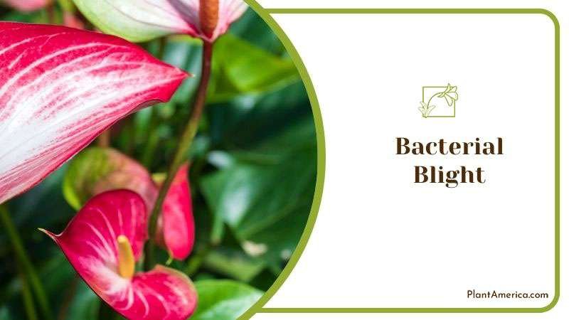 Content Images List Post Admirable Fireburst Anthurium for Ind