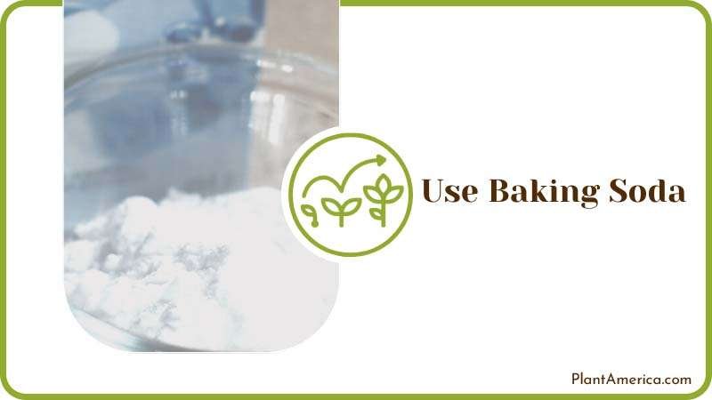 Baking Soda Mixed with Soap Plant America