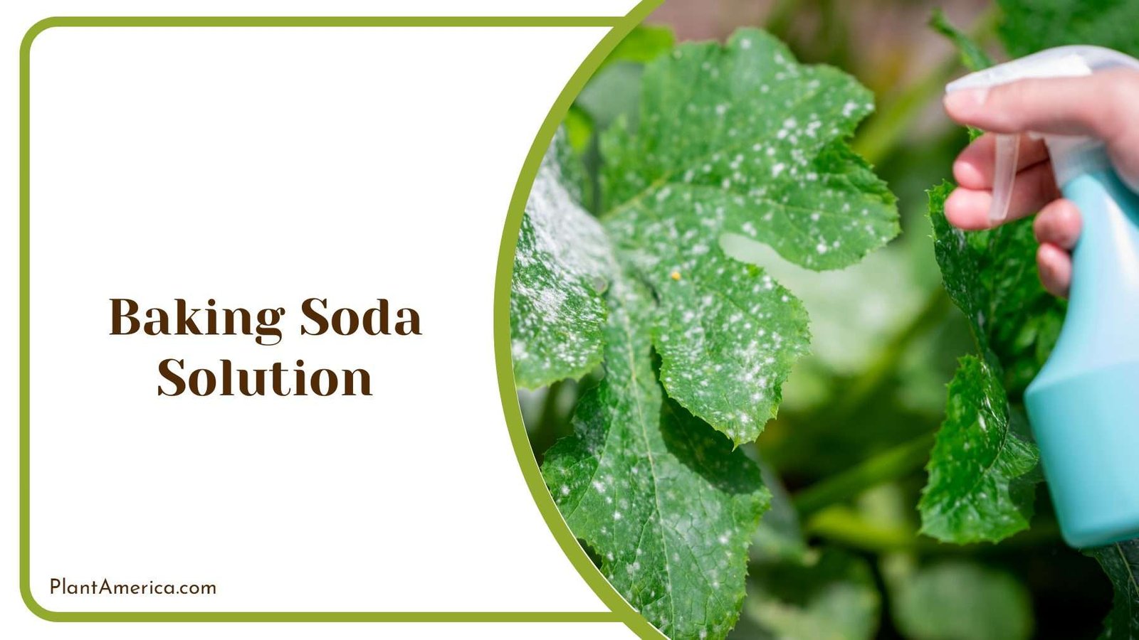 Baking Soda Solution Plant America