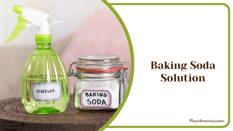 Baking Soda Solution for Plants ~ PlantAmerica