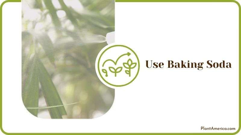 Baking Soda Spray for Plant Mold Plant America 1