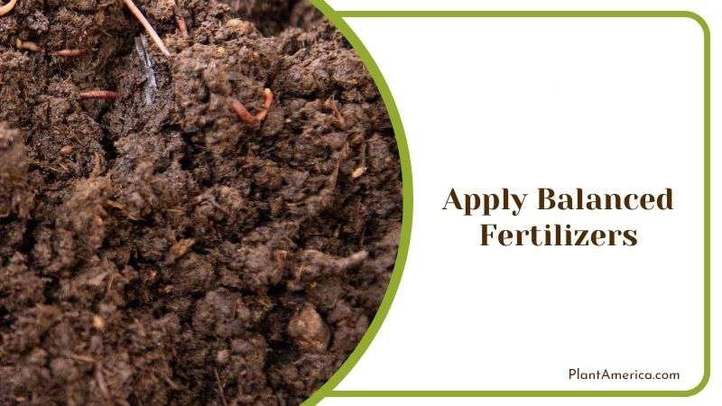 Balanced Fertilizers for Pine Tree PlantAmerica
