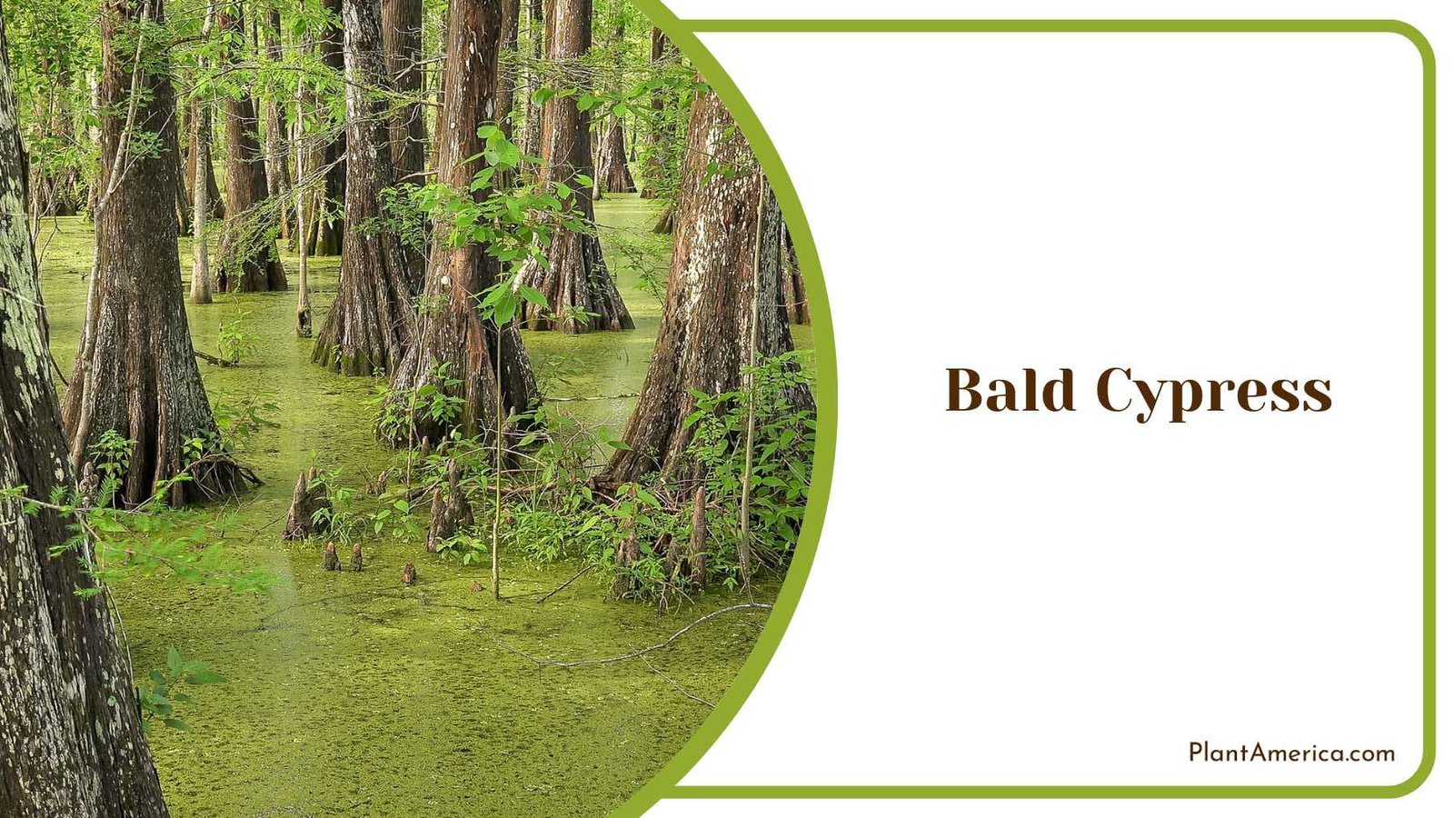 Bald Cypress Trunk Like Roots Plant America Bald Cypress Trunk Like Roots Plant America