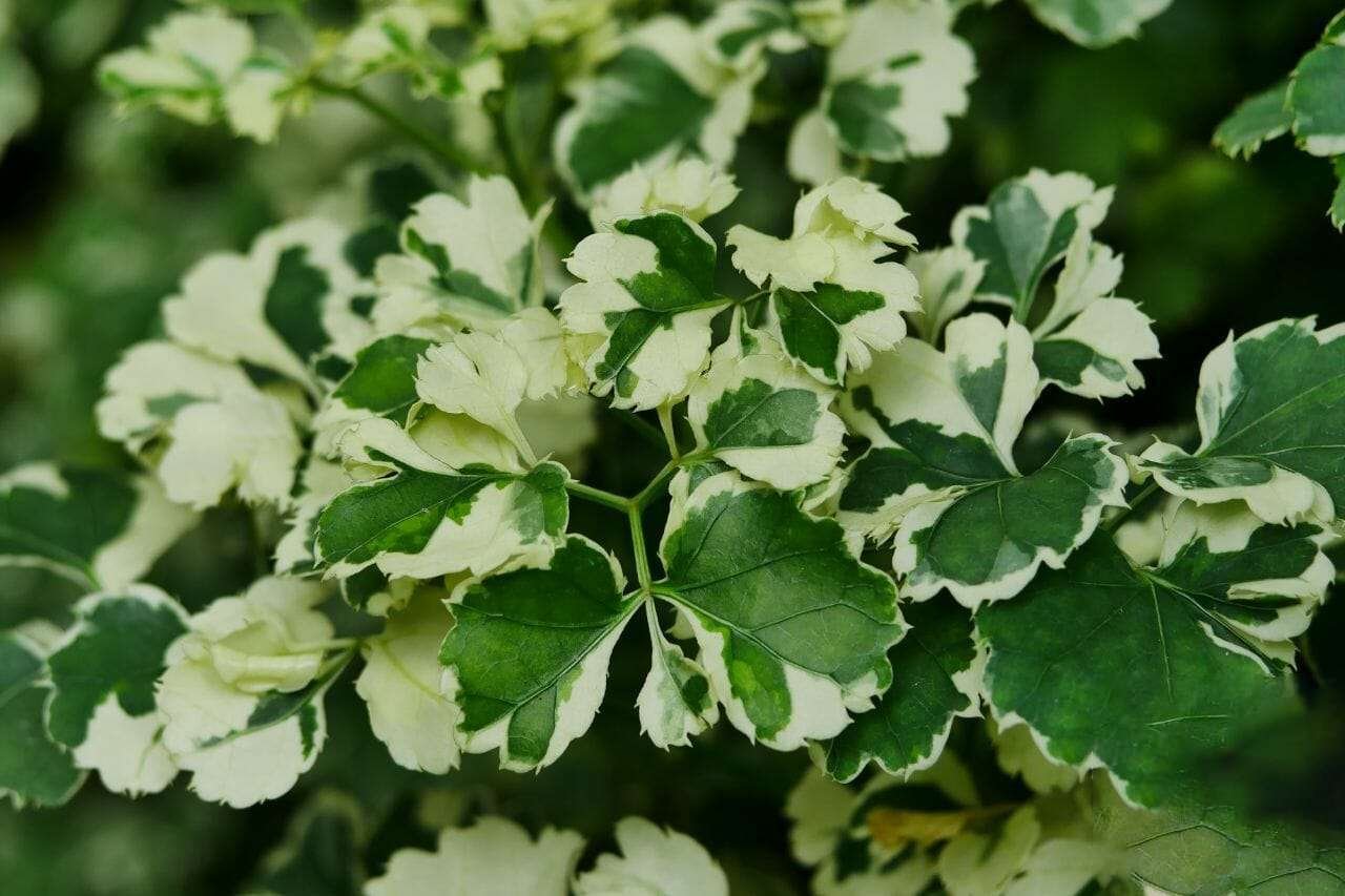 Balfour Aralia Plant America