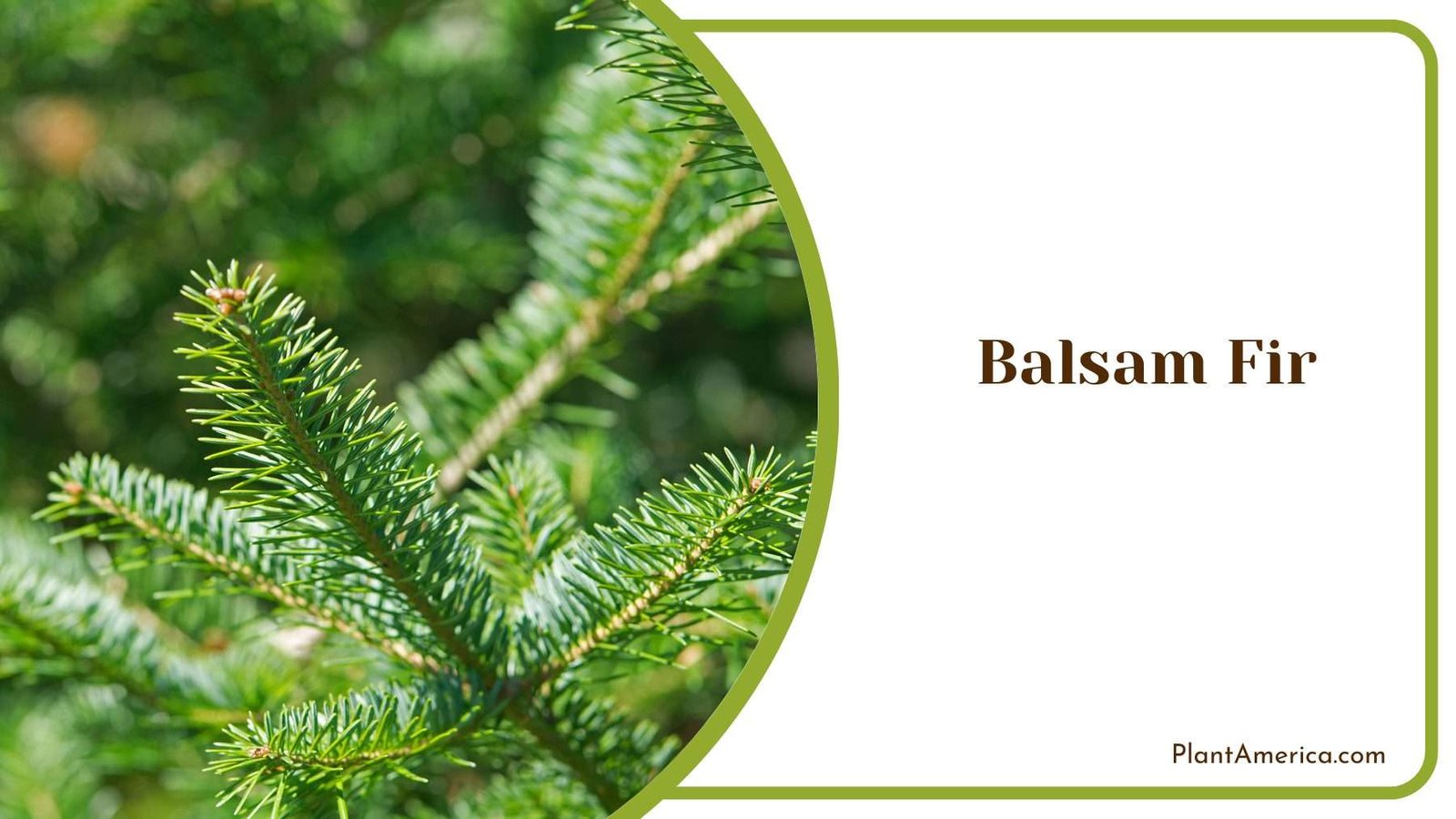 Balsam Fir Tree Plant America