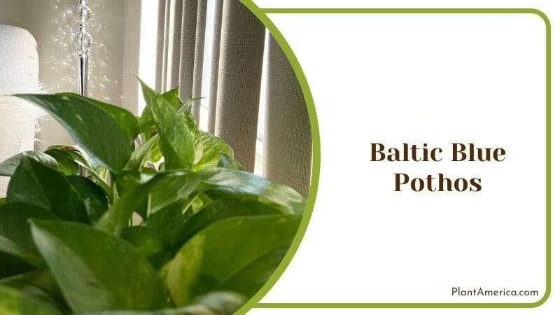 Baltic Blue Pothos Plant America