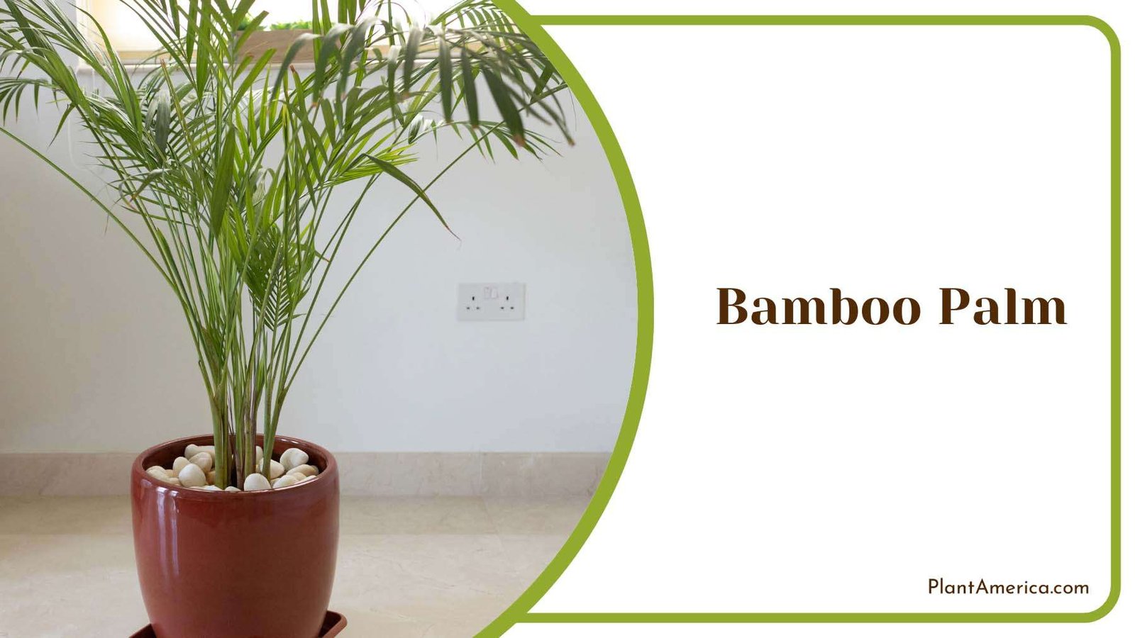 Bamboo Palm Indoor Plant Plant America