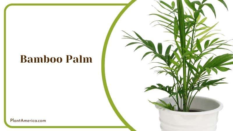 Bamboo Palm Plant America Bamboo Palm Plant America