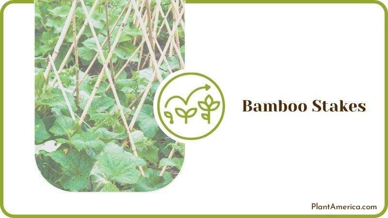 Bamboo Stakes Trellis Plant America