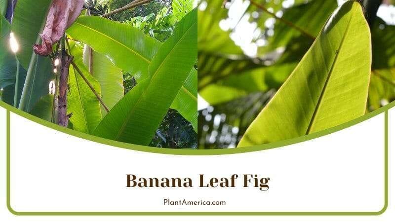 Banana Leaf in Sunlight PlantAmerica