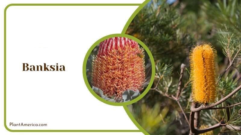 Banksia Plant PlantAmerica Banksia Plant PlantAmerica