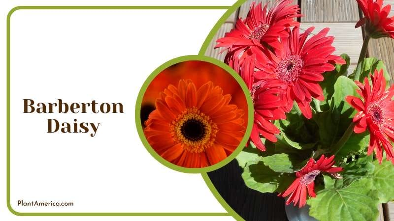 Barberton Daisy flowering pot plant in cooler climates Plant America