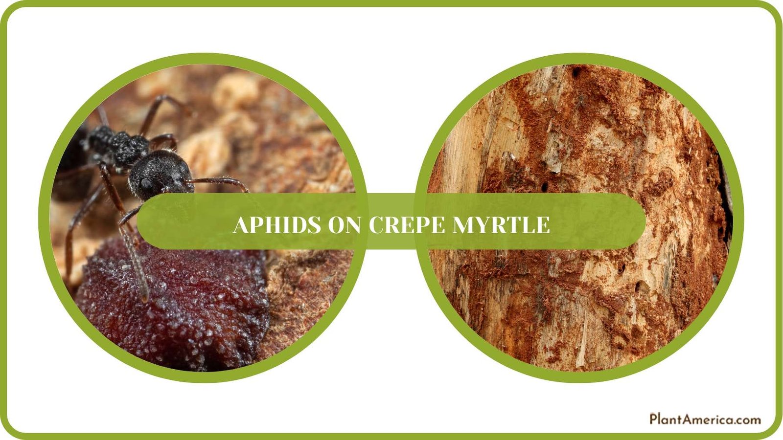 Bark Scale Insect Pests Plant America