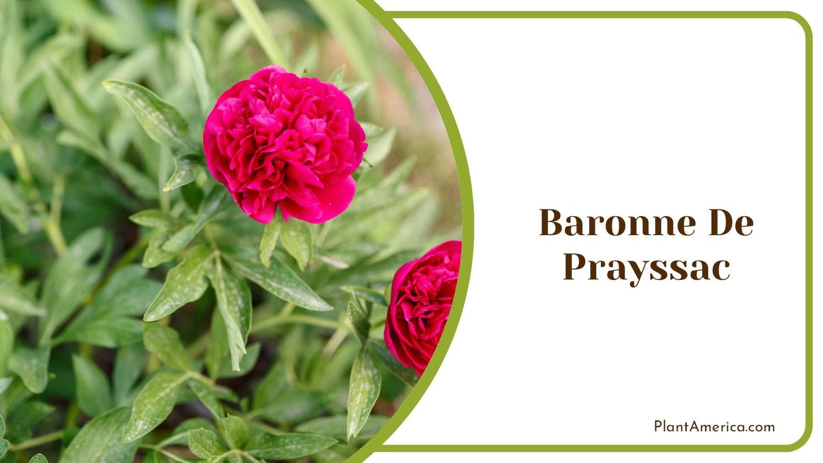 Baronne De Prayssac Plant America