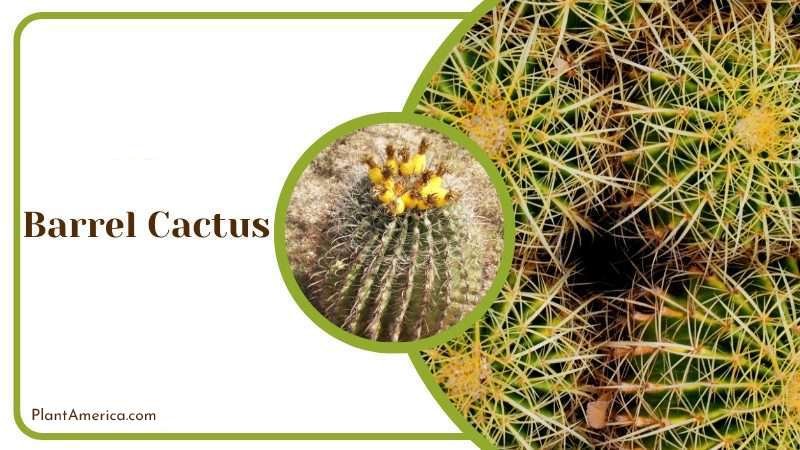 Barrel Cactus Plant America