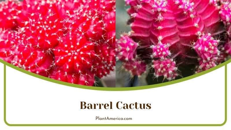 Barrel Cactus PlantAmerica Barrel Cactus PlantAmerica