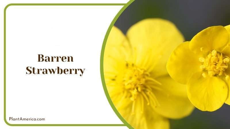 Barren Strawberry PlantAmerica