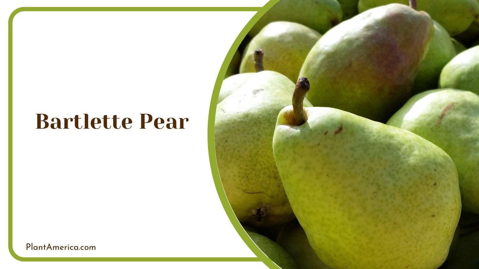 Bartlette Pear Plant America