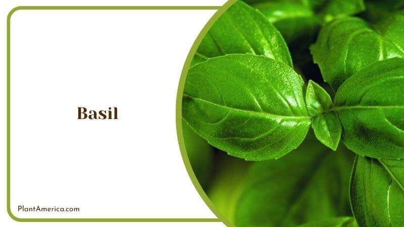 Basil PlantAmerica 1