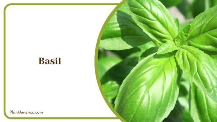 7 Plants That Repel Gnats: Effective, Fragrant, and Fetching - Plant ...
