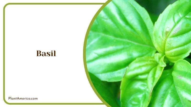 Basil PlantAmerica