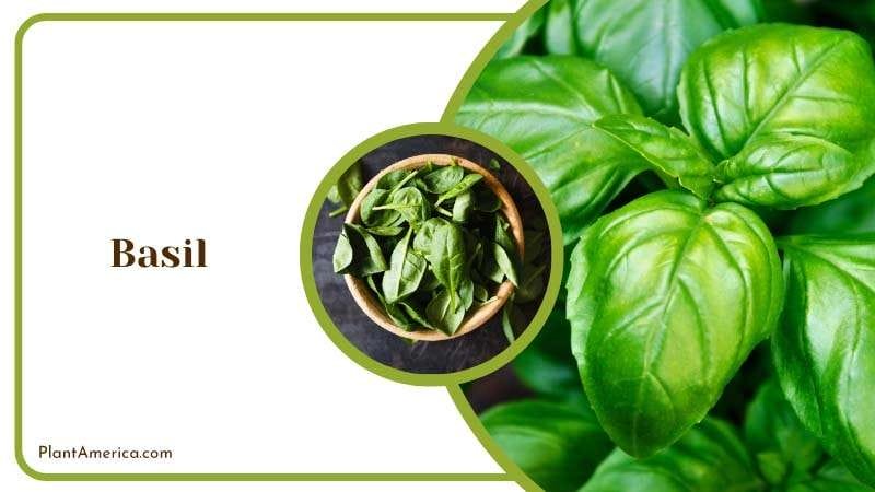 Basil fragrant cooking ingredient PlantAmerica