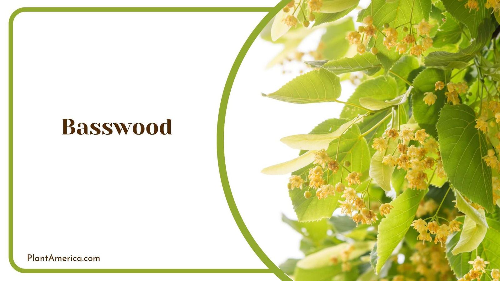 Basswood Leaves Plant America