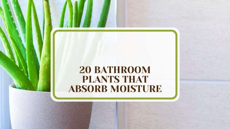 Bathroom Plants That Absorb Moisture Plant America 20 Bathroom Plants That Absorb Moisture: Maintain a Fresh Bathroom