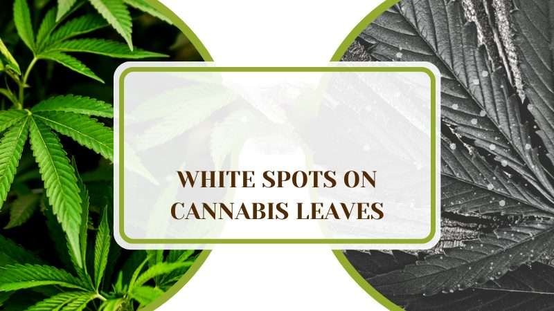 Battling White Spots on Cannabis Leaves Plant Americaq White Spots on Cannabis Leaves? Know the Reasons and Remedies