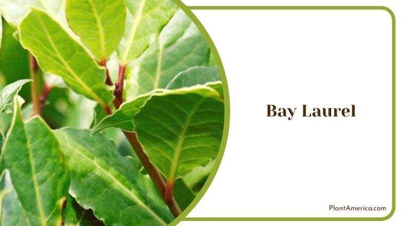Bay Laurel PlantAmerica
