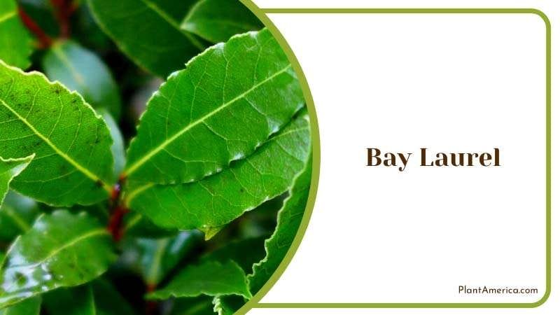 Bay Laurel Regal Leaves PlantAmerica