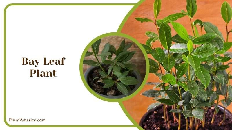 Bay Leaf Plant perfect decorative plant Plant America