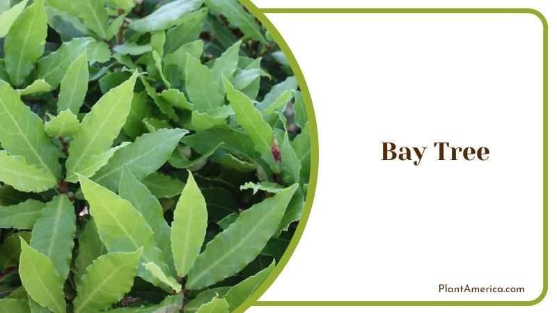 Bay Tree PlantAmerica
