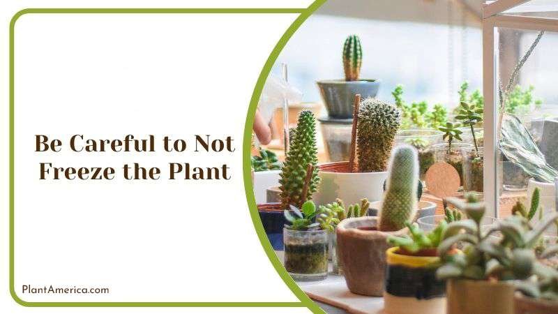 Be Careful to Not Freeze the Plant Plant America