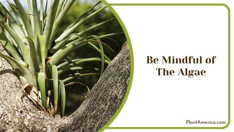 Be Mindful of the Algae Plant America Be Mindful of the Algae Plant America