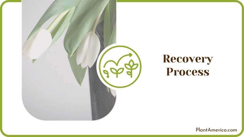 Be Patient With the Recovery Process Plant America