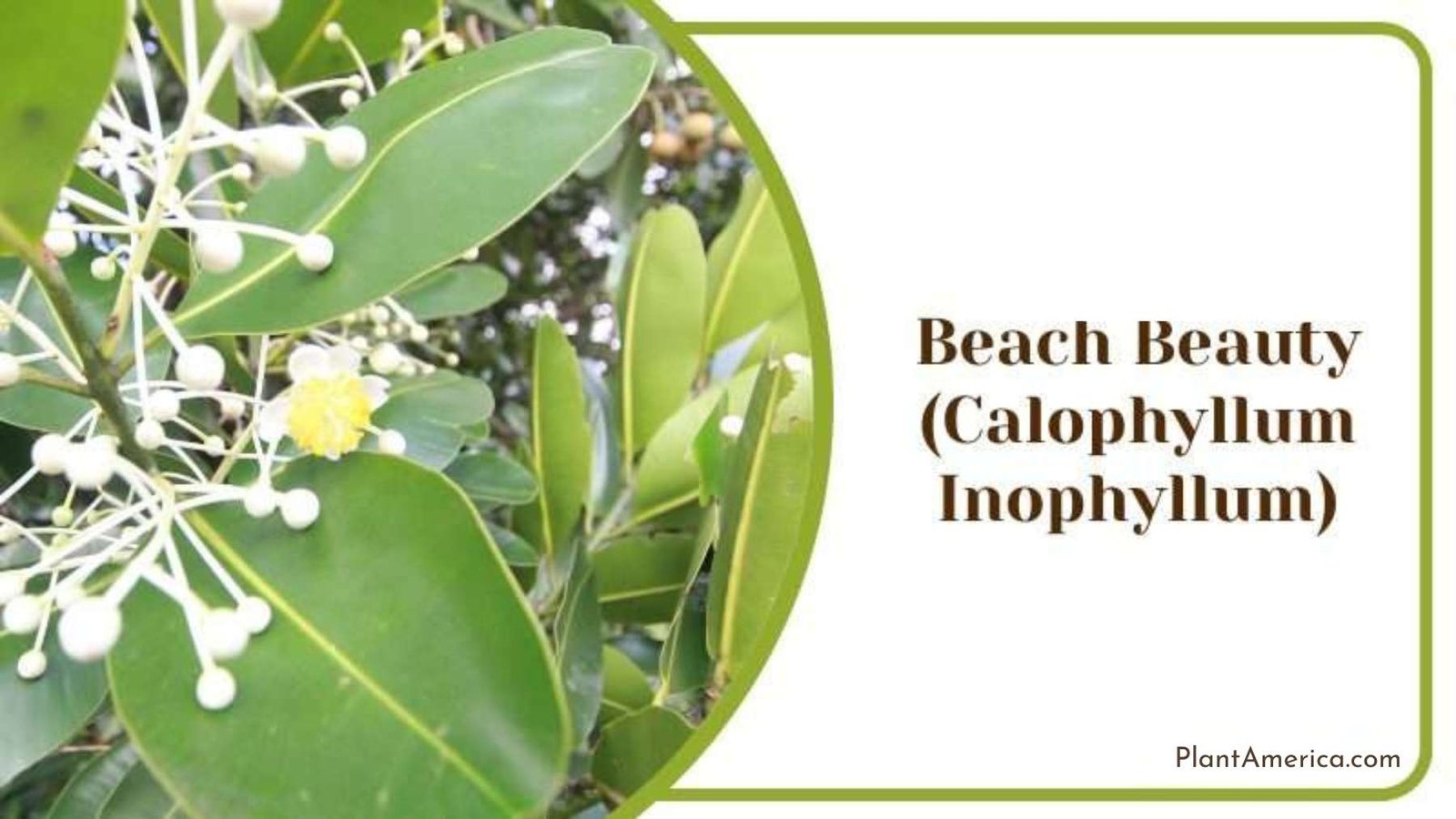 Beach Beauty Plant America