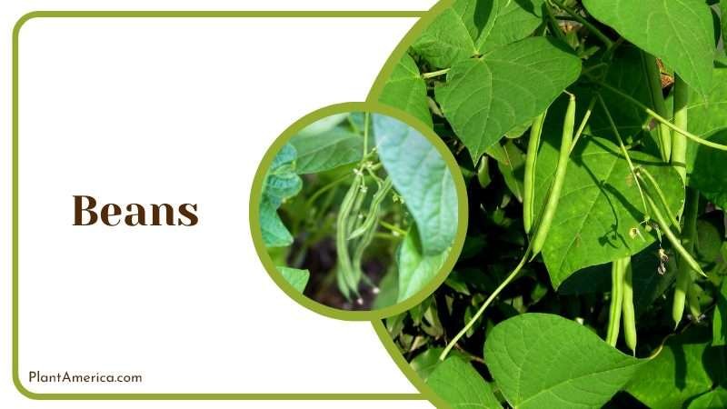 Beans seclude your blueberry plants Plant America
