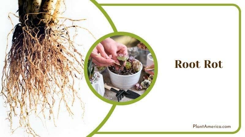 Bear Paw Cactus Beginner Friendly Plant Plant America Bear Paw Cactus Beginner Friendly Plant Plant America