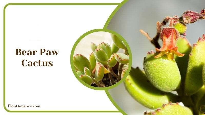 Bear PawCactus Plant America Bear PawCactus Plant America