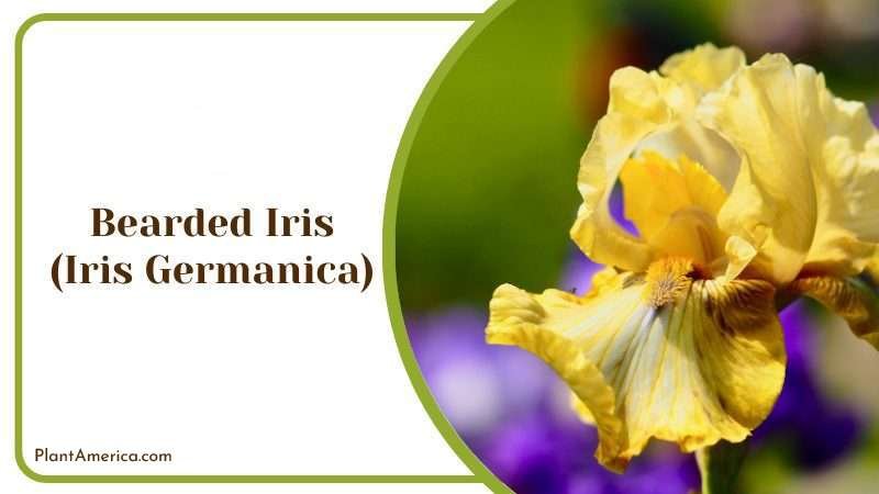Bearded Iris Plant America