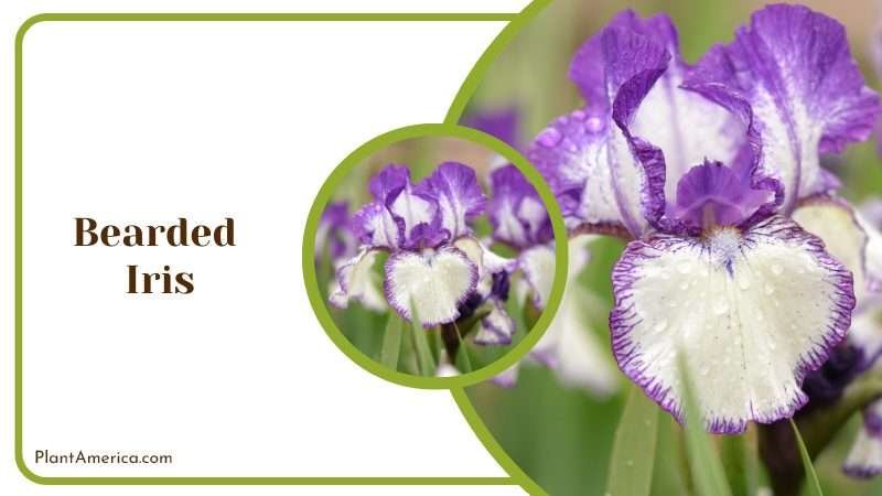 Bearded Iris with Ruffled Petals Plant America