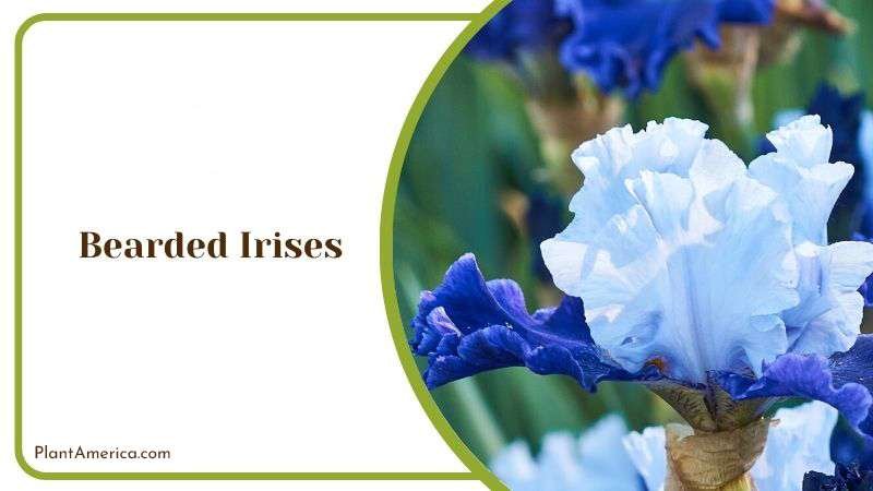Bearded Irises Plant America
