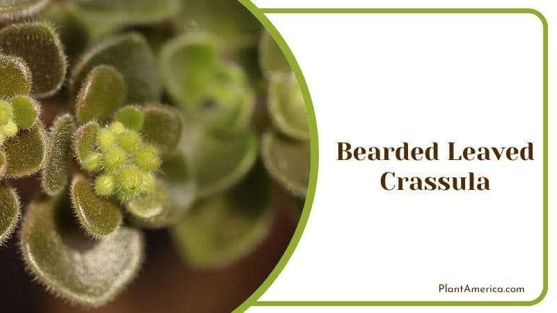 Bearded Leaved Crassula PlantAmerica