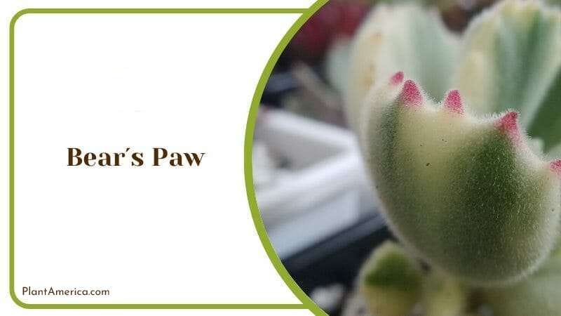 Bears Paw PlantAmerica