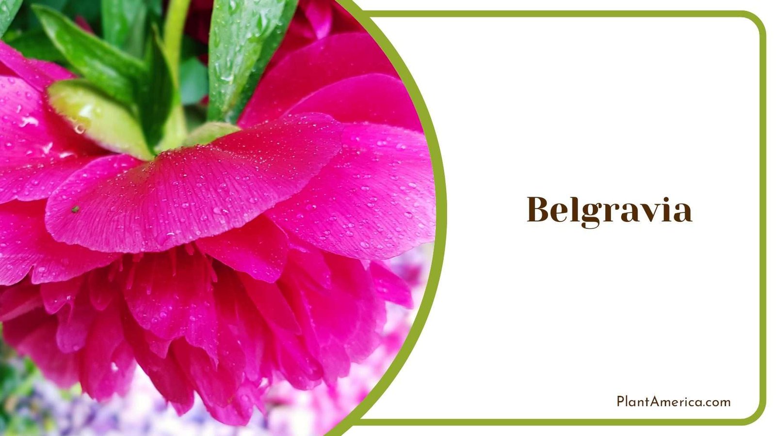 Beaty Belgravia Plant America