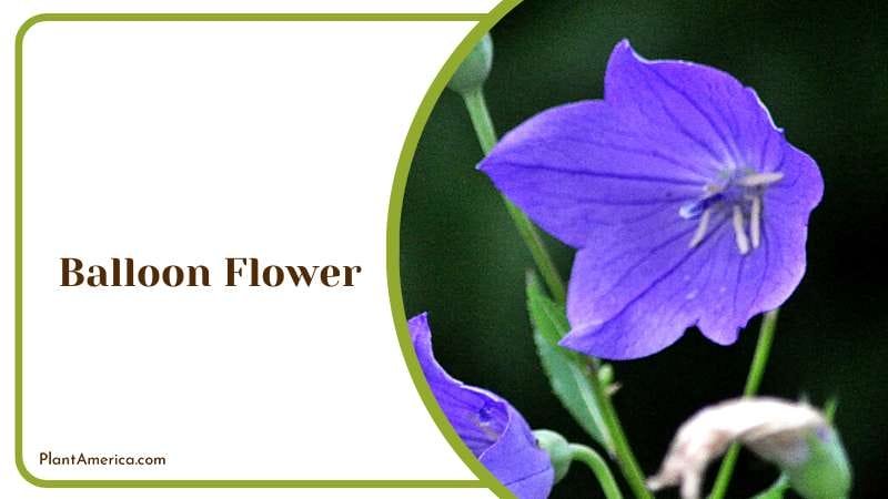 Beautiful Balloon Flower Blossom Plant America