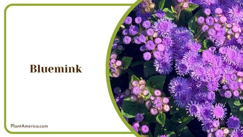 Beautiful Blooms of Bluemink Plants Plant America