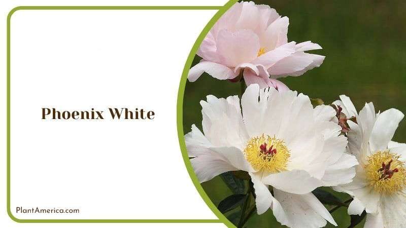 Beautiful Blooms of Phoenix White Plant America